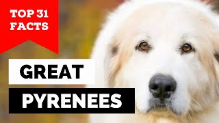 99 of Great Pyrenees Dog Owners Dont Know This [upl. by Wilhelm]