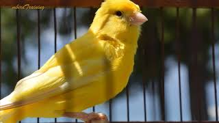 canary singing video  the best canary training song 40 minutes [upl. by Fulvi]