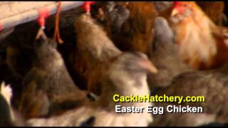 Easter Egg Chicken Breed Breeder Flock  Cackle Hatchery [upl. by Clapp42]