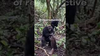 Chimpanzees massacres monkey for no reason wildlife animals animalshorts tiktok animalfacts [upl. by Renner896]