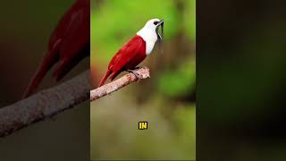 The threewattled bellbird [upl. by Mccurdy]