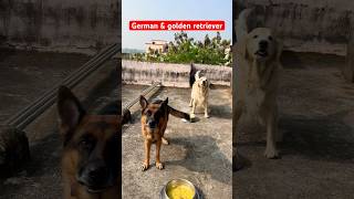 Army dogs obedience🐕❤️ youtubeshorts trending viralvideo dog germenshepherd dogobedience [upl. by Collete]