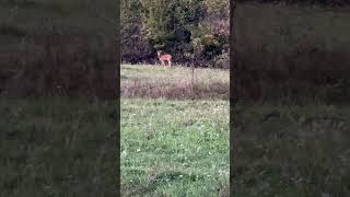 Another young roe deer [upl. by Sander893]