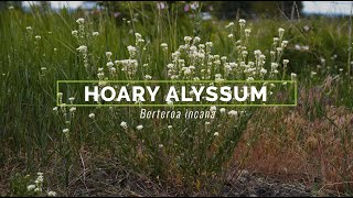 Hoary Alyssum [upl. by Sinnel]