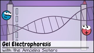 Gel Electrophoresis [upl. by Ewell]