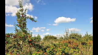 FOOD FOREST（食の森）の未来の役割：世界の食糧を賄えるか [upl. by Cornell]