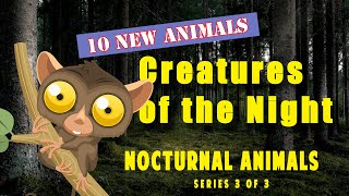 🎬 Nocturnal Animals for Kids and their Sounds  Educational Videos Series 1 of 3 [upl. by Ellehctim]