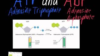 ATP vs ADP [upl. by Imled]