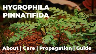 Hygrophila Pinnatifida Guide  Care  Propagation  Plant for Aquarium [upl. by Casilda]