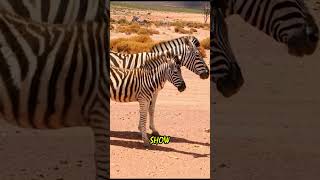 Why do zebras have stripes [upl. by Namlak141]