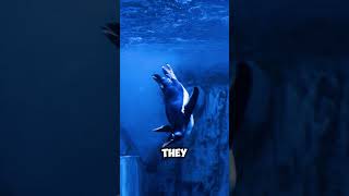 Incredible Penguin Facts You Never Knew 🐧 Shorts [upl. by Huda]