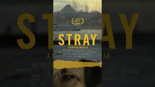 Ali Helnwein  Stray clip [upl. by Goines]