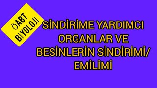 54 SÄ°NDÄ°RÄ°ME YARDIMCI ORGANLAR VE BESÄ°NLERÄ°N SÄ°NDÄ°RÄ°MÄ° EMÄ°LÄ°MÄ°  Ã–ABT BÄ°YOLOJÄ° [upl. by Nerdna]