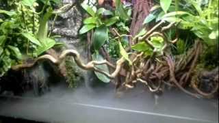 Paludarium met waterwall te koop [upl. by Macri62]