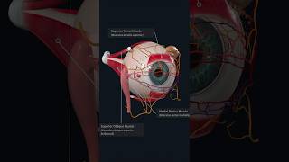 Structures of Extraocular Movement anatomy eyes medical medicalstudent [upl. by Karlow]