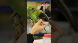 Ringnet parrot 🦜 death art  birds parrot death art sadvideo shorts [upl. by Dyoll]