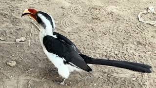 Tockus deckeni  Calao de von Decken  Von Decken´s Hornbill [upl. by Einahpets173]