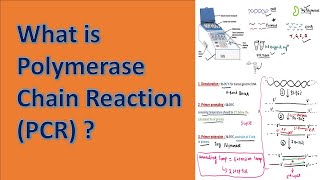 Polymerase Chain Reaction PCR [upl. by Mauralia]