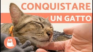 Come conquistare LA FIDUCIA di un gatto 🐾🐈 5 CONSIGLI utili [upl. by Sirromal]