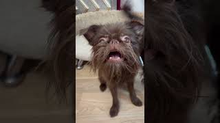 Two Brussels griffons are waiting for treats shortsbrusselsgriffongriffonspuppylifegriffonpuppy [upl. by Mills]