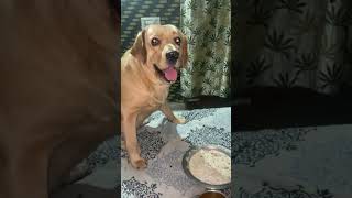 Rajma chawal for my labra labrador labraworld dog labradoor doglover [upl. by Oslec]