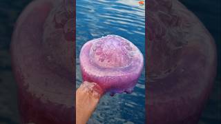 How many of you know that jellyfish is without brain blood and bones seafishing jellyfish [upl. by Neehar]