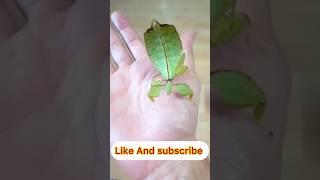 Day204365 Leaf Insect😳leafinsect insects ytshort shorts insectworld facts ytviral [upl. by Dara]