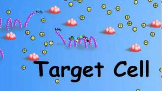 1 Overview of Hormone  Target Cell Interactions [upl. by Brad]