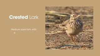 Crested Lark songbirds birding [upl. by Eibber]