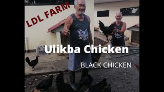 How to Raise Black Chicken  Ulikba Chicken [upl. by Nednerb]