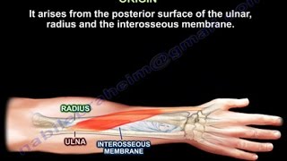 Abductor Pollicis Longus  Everything You Need To Know  Dr Nabil Ebraheim [upl. by Brittan869]