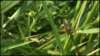 The Grasshopper Caelifera Orthoptera [upl. by Hilar287]