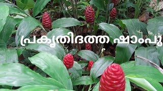 പ്രകൃതിദത്ത ഷാംപൂ  Ginger Shampoo Plant [upl. by Ahsieyk313]