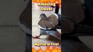 💪🕊️This DOVE is a POWERHOUSE Highlights of Myrtle dove pigeon dovebird funnybird petbird [upl. by Reinke]