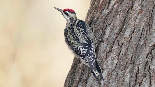 YellowBellied Sapsucker Sap Drilling Technique  USA [upl. by Aizan603]