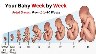 Pregnancy Week by Week  Fetal Development  Mamas World [upl. by Turner424]