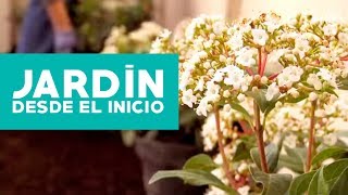 ¿Cómo hacer y planificar un jardín desde el inicio [upl. by Camey387]