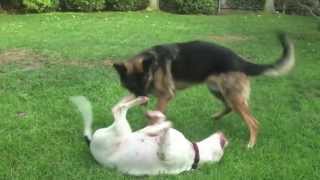 Big Dogs Playing Rough Training Video  Cutest Couple [upl. by Lukash]