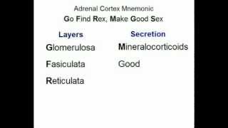 Adrenal Cortex Layers amp Secretions [upl. by Annohsal792]