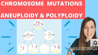 CHROMOSOME mutations  A level biology Nondisjunction in meiosis Aneuploidy amp polyploidy [upl. by Assilanna]