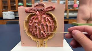 Structures of the Kidney  Microanatomy Model [upl. by Neehahs]