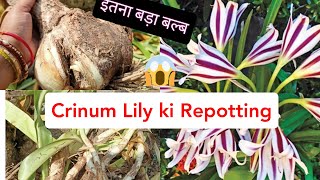 How to grow crinum Lily from bulb।। Repotting of crinum Lily Milky vine।। [upl. by Cony817]