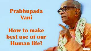 Prabhupada Vani How to make best use of our Human life [upl. by Vadnee781]