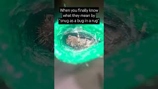 He does this every night🥹 boldjumpingspider jumpingspider aww shorts [upl. by Hafeenah]