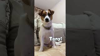 What Is Your Name  Tony Ezekiel  Funny Dogs Video shorts [upl. by Dee Dee878]