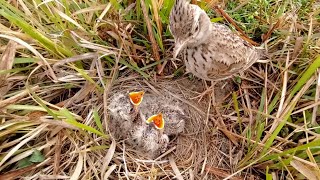 Baby skylark bird is not hungry BirdsofNature107 [upl. by Anialam]