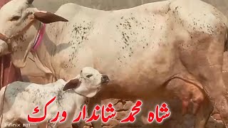 Shah Muhmmad Top Class Cows Collection Sahiwal Cholistani for sale in pakistan [upl. by Lyrak]