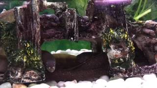 Freshwater Snowflake Moray Eel For Sale [upl. by Oznola]