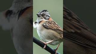 Copetón CANTO del CHINGOLO  Chestnutcapped BrushFinch shorst birds [upl. by Girvin]