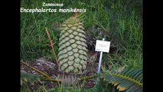 Cycads of South Africa [upl. by Acisey483]